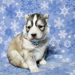 Feather(S1) - Gray and white female Siberian Husky puppy in Lunenburg, Vermont from SNOW WOOLY HUSKY