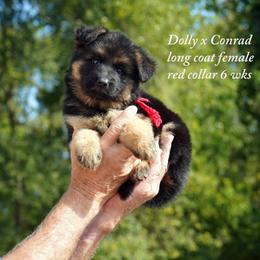 Red collar f Dolly and Conrad litter - Black and red female German Shepherd puppy in Chrisney, Indiana from Indiana German Shepherds