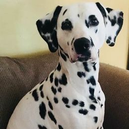 Dalmatians from Happy Trails' Dalmatians