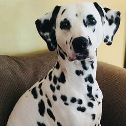 Dalmatians from Happy Trails' Dalmatians