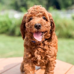 Mousse - Red  male Goldendoodle puppy in Columbia, South Carolina from Glittering Grace Goldendoodles