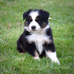 Tippy - Black tri female Miniature Australian Shepherd puppy in Evant, Texas from Lazy VT Bar Ranch