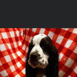 English Springer Spaniel Puppies from Won Eighty Farms