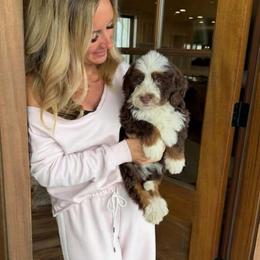 Huck - Brown and white male Bernedoodle puppy in Yuba City, California from Ranch House Doodles