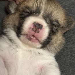Pembroke Welsh Corgi Puppies from Temperance Farm Corgis