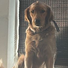 Scarlett - Golden Retriever