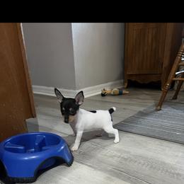 Pup A - White black and tan female Toy Fox Terrier puppy in Clermont, Florida from Debbie Hiles's Toy Fox Terriers