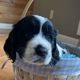 Big Jack - Black and white English Springer Spaniel puppy in Alabama from Blackberry Pond Springer Spaniels