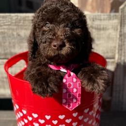Boo Bear - Chocolate male Goldendoodle puppy in Mc Kinney, Texas from Flair Doodles