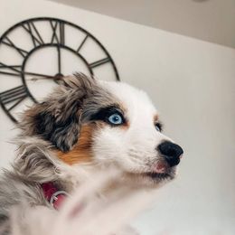 Miniature American Shepherds and Miniature Australian Shepherds from Majestic Point Aussies