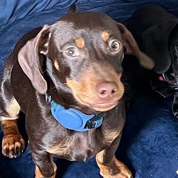 Bear - Dachshund