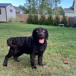 Coco - Labrador Retriever