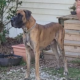 Loki - Great Dane