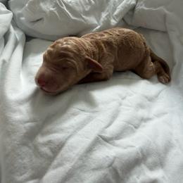 Ham - Apricot male Poodle puppy in Haines City, Florida from Noelle Poodles