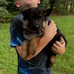 Miss Pink - Black and tan female German Shepherd puppy in Lawton, Michigan from Free Indeed Shepherds
