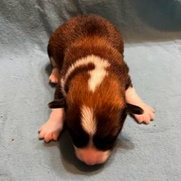 Male 1 - Sable male Pembroke Welsh Corgi puppy in Moundville, Alabama from Cartee Corgis - Debi Cartee Mills