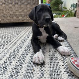 Great Dane Puppies from Babes & Danes