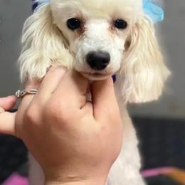 Poodle puppies from Effervescent-Pooches