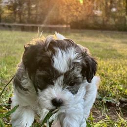 Havanese, Havapoo, and Poodle Puppies from Parlor Pups