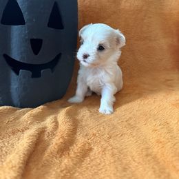 Lilly - White female Maltese puppy in Asheville, North Carolina from TCBs Glowing Maltese
