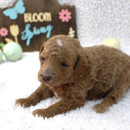 Daisy - Apricot female Poodle puppy in Stokesdale, North Carolina from His and Hers Poodles and Doodles