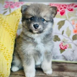 Sesame - Blue male Pomsky puppy in Greenville, South Carolina from Thicketty Mountain Pomskies