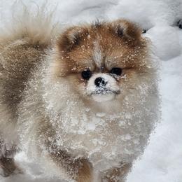 Tina - Pomeranian