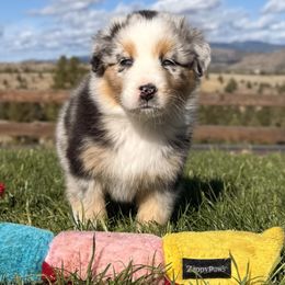 Eloise - Blue merle female Australian Shepherd puppy in John Day, Oregon from DeVos Australian Shepherds