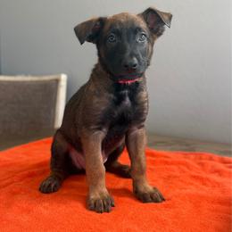 Bane (Red) - Black sable male Belgian Malinois puppy in Buckeue, Arizona from Légende Vivante Du Chief Kennel