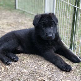 German Shepherd Puppies from Zwinger vom Schneider Wald