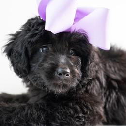 Linda - Black and white female Aussiedoodle puppy in Jackson, Tennessee from Dinah Doodles and Aussies