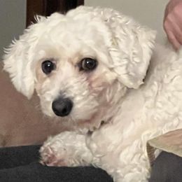 Bichon Frises from Bernice’s Beautiful Bichons