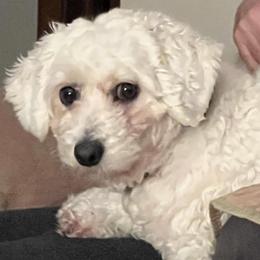 Bichon Frises from Bernice’s Beautiful Bichons