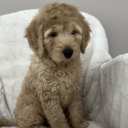 Sugar - Cream female Australian Labradoodle puppy in Morristown, New Jersey from English Manor Labradoodles