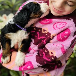 Bernedoodle Puppies from Bern'N Love Doodles