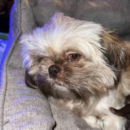 Pearl - Shih Tzu