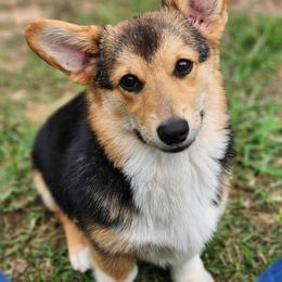 Khemi - Black and tan female Pembroke Welsh Corgi puppy in De Witt, Arkansas from Western Plains Kennel