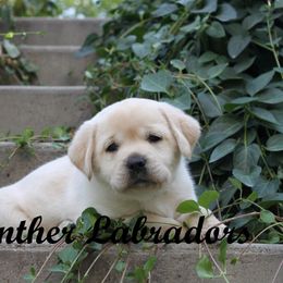 Labrador Retriever Puppies from Günther Labradors