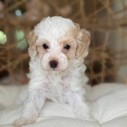 Danielle - White female Poodle puppy in Yuciapa, California from AlltheDoodlez_