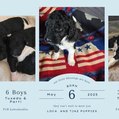 Springerdoodle Puppies from 64 Farm