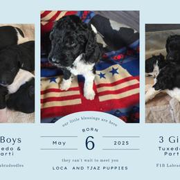 Springerdoodle Puppies from 64 Farm