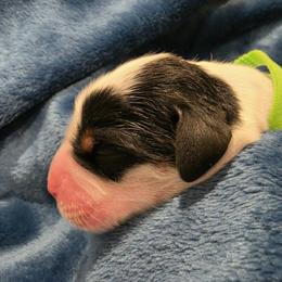 Boy 2 - Blue belton male English Setter puppy in Tiskilwa, Illinois from First Harmony Farms