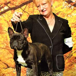 French Bulldogs from Imperiale French Bulldogs