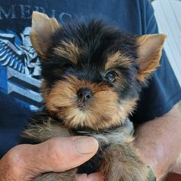 Boy 1 - Black and gold male Yorkshire Terrier puppy in Jamestown, Tennessee from Green Ridge