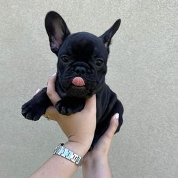 French Bulldog Puppies from OMG FRENCHIES