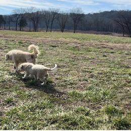 Great Pyrenees Puppies from Natalie Hnatkiv