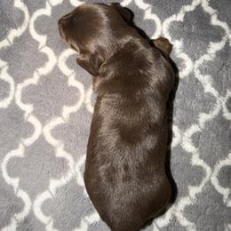 Georgia - Chocolate and tan female Dachshund puppy in Bakersfield, California from Dreaming of Dachshunds