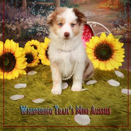 Miniature Australian Shepherd Puppies from Whispering Trail Miniature Aussies