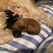 Girl 2 - Lowchen puppy in California from Angel Pups
