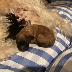Girl 2 - Lowchen puppy in California from Angel Pups